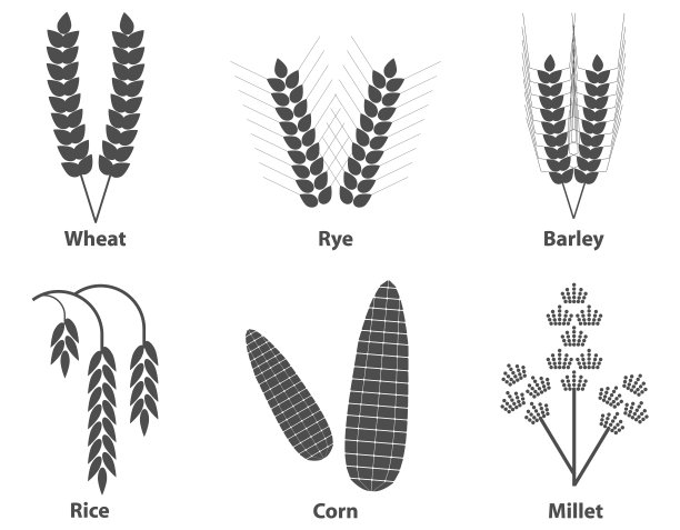 黑色和白色的谷穗孤立在一个明亮的背景。矢量插图。向量。图片下载