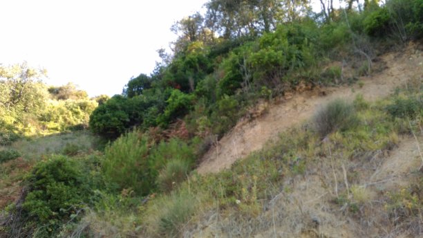 森林中的自然景观图片下载