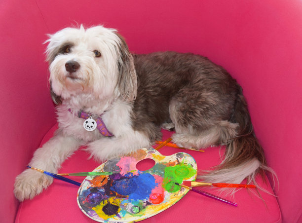 熊猫油漆图片下载