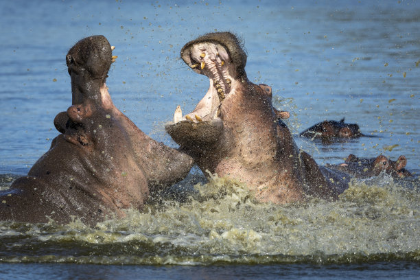 在南非克鲁格公园的水中，河马张开嘴搏斗，露出牙齿和象牙图片下载