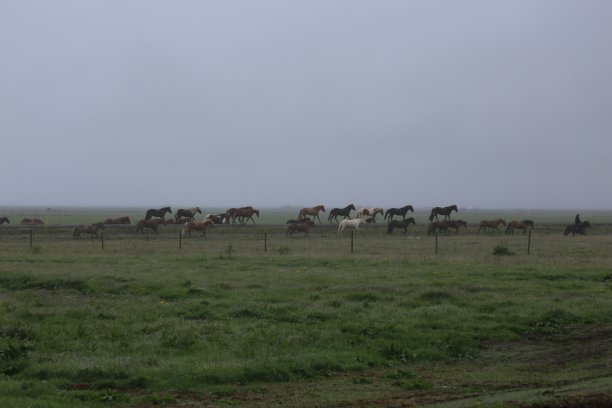 雾中的马图片下载
