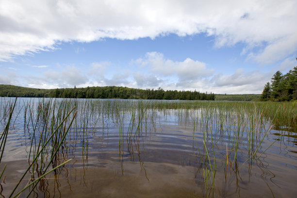 图片来自安大略省公园的一个湖的浅滩。图片下载