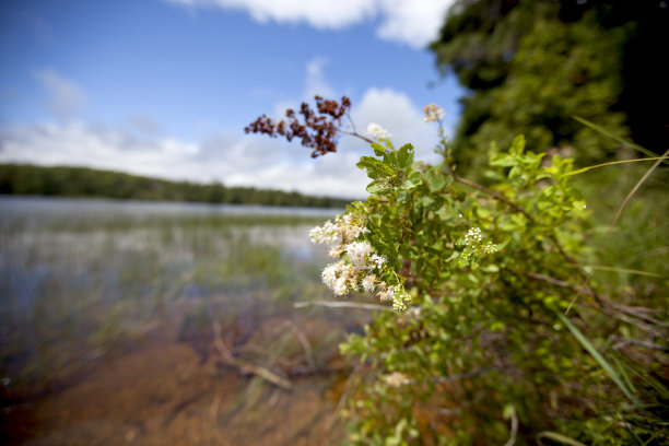 图片来自安大略省公园的一个湖的浅滩。图片下载
