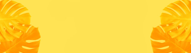 旗帜由热带丛林怪物树叶孤立在黄色背景。图片下载