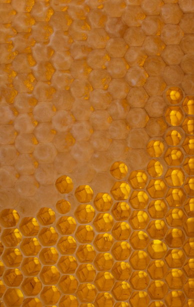 蜂窝的背景。新鲜的蜂蜜。天然有机蜂产品。健康的生活方式。特写照片。图片下载
