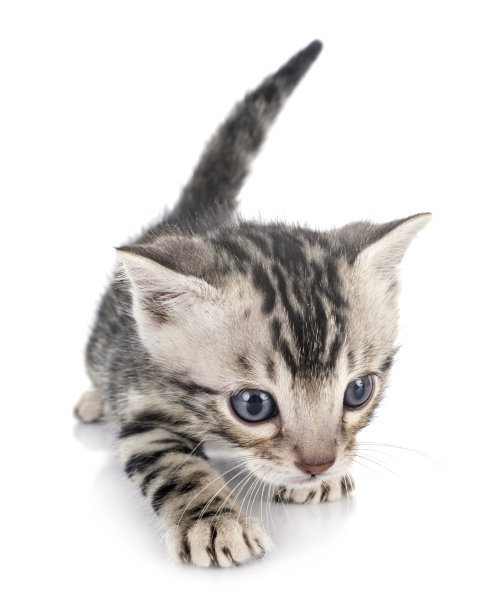 孟加拉猫图片下载