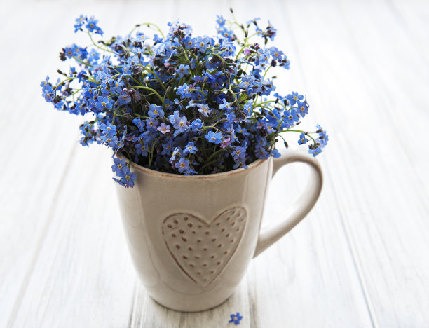 忘记我，不是杯中的花朵图片下载