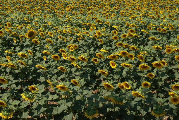 向日葵田的景观。科利Euganei。帕多瓦。意大利图片下载