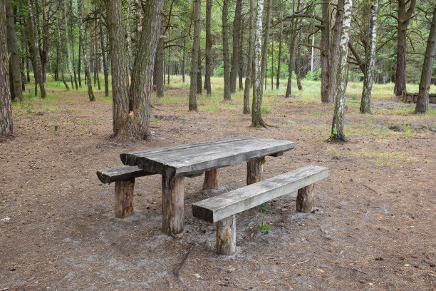 树林中有一张旧木桌和两条长凳图片下载