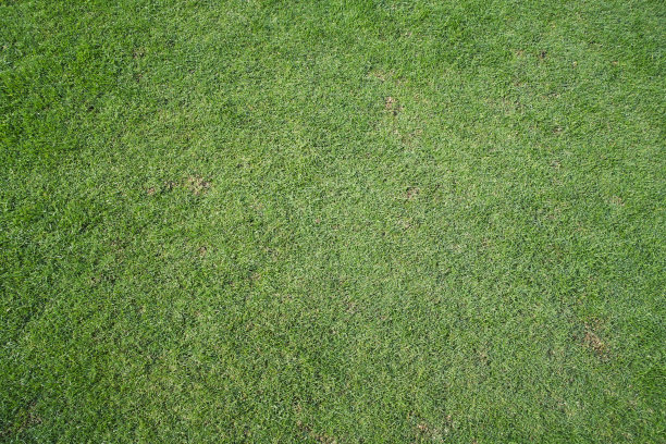 绿草纹理背景。绿色的草坪。绿草如茵的足球场背景。图片下载