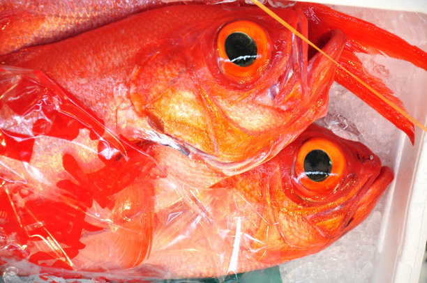 东京筑地鱼市的生红鲷鱼图片下载