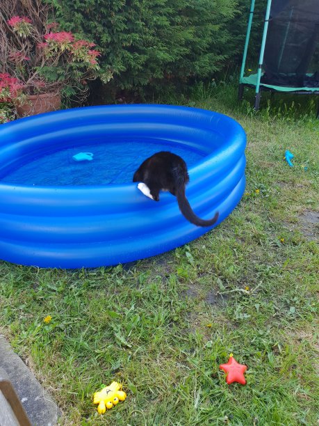 黑色的猫图片下载