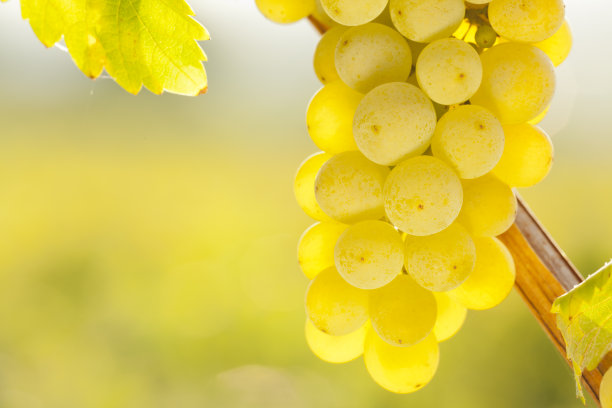 清晨阳光下一串白葡萄的特写素材图片