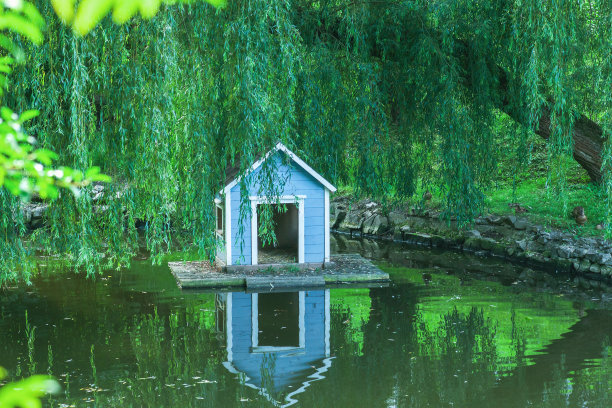 夏日公园柳树下池塘上的蓝色小天鹅屋图片下载