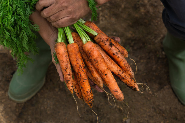 年轻人，农民工人手拿着自家种植的胡萝卜图片下载