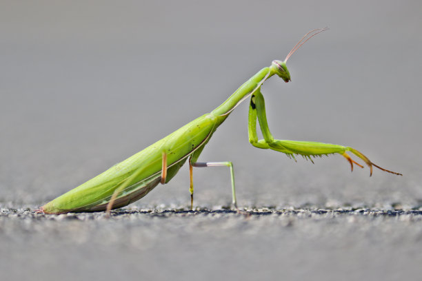 绿色的螳螂在沥青的背景上。欧洲螳螂或祈祷螳螂，宗教螳螂。一个宠物。宏。素材图片