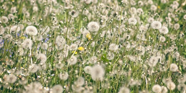 春天的蒲公英草地。全景图像与软焦点。图片下载