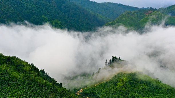 有森林和雾的山地景观图片下载