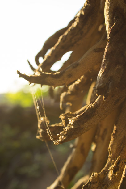 阳光下的树叶图片下载