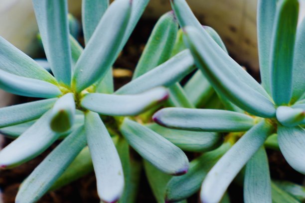 特写肉质植物为背景图片下载