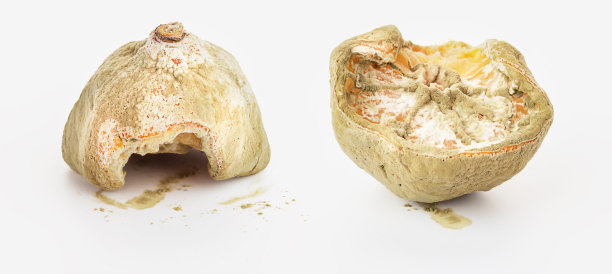 腐烂的柠檬。图片下载