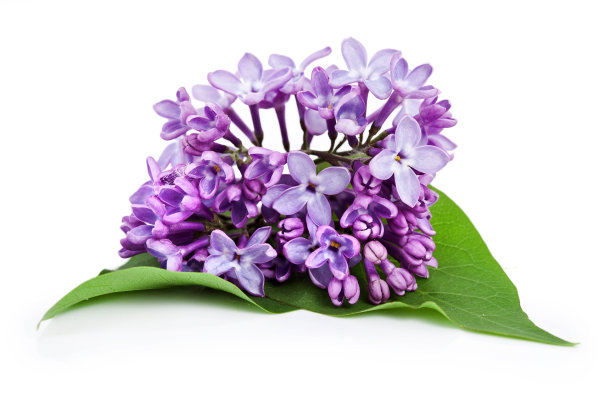 紫丁香的枝条图片下载