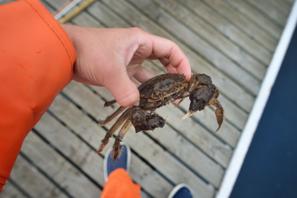 渔夫手中的中华绒螯蟹，特写。传统工艺，捕捞，食品工业，海鲜，环境破坏和保护，入侵物种，动物学，生物学，微重力摄影图片下载