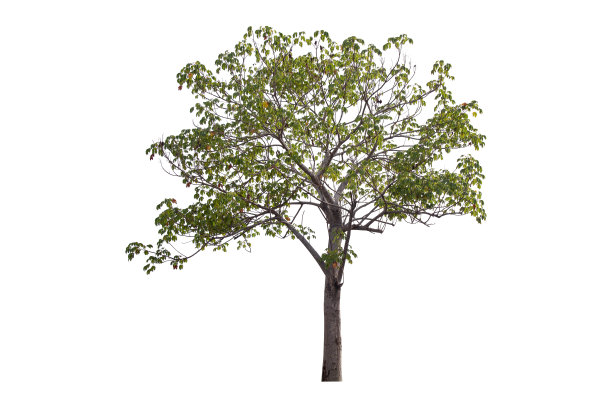 在白色背景上分离的苏木。图片下载