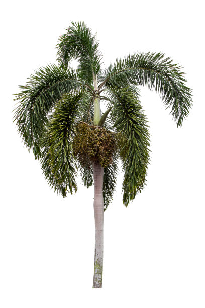 美丽的棕榈树孤立在白色的背景。图片下载