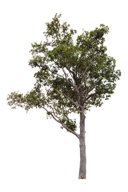 白色背景上孤立的大绿树。图片下载
