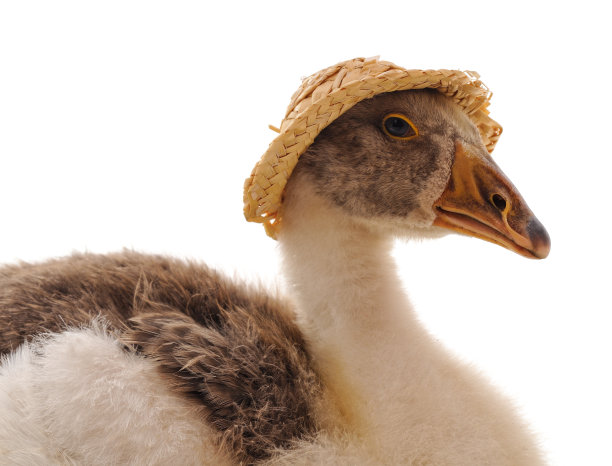 戴着帽子的鹅。图片下载