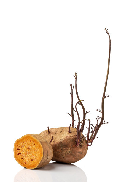 生发芽的橙黄色老甘薯图片下载