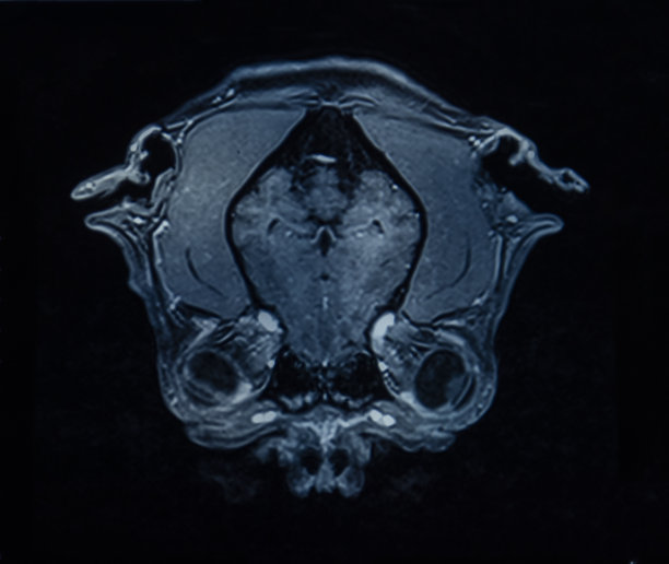 做一个诊断图片下载