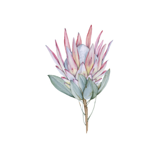 澳大利亚花。孤立在白色背景上。图片下载