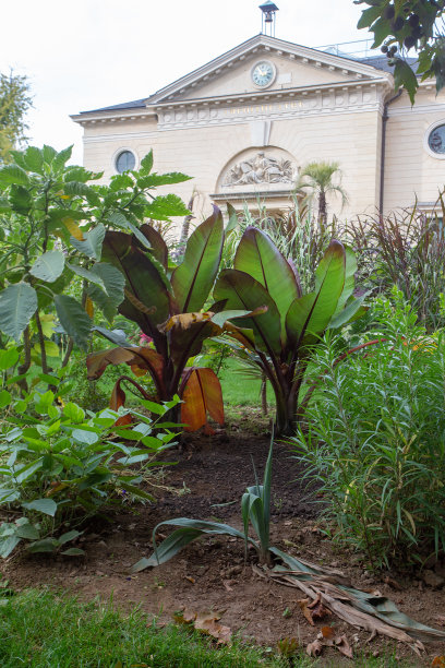 令人惊奇的，自然，秋天-花园植物在巴黎。图片下载