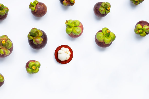 白底山竹。图片下载