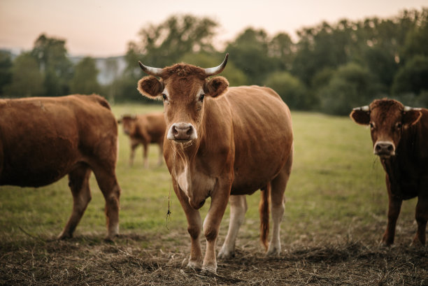日落时田野里棕色的奶牛图片下载