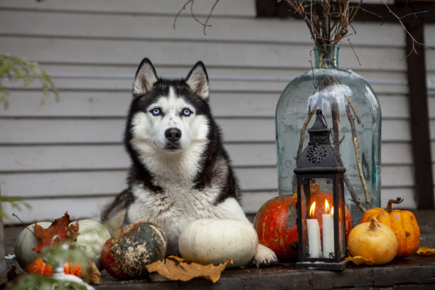 哈士奇狗庆祝万圣节图片下载