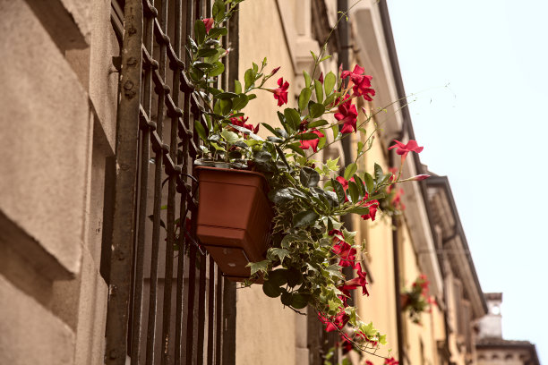 挂在窗框上的花瓶里的双髓莲图片下载