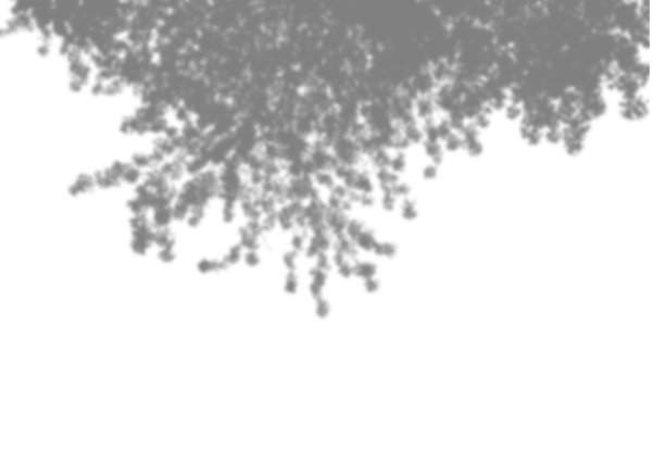 夏季背景的植物阴影。白色墙壁上的树叶影子。白色和黑色覆盖照片或模型图片下载