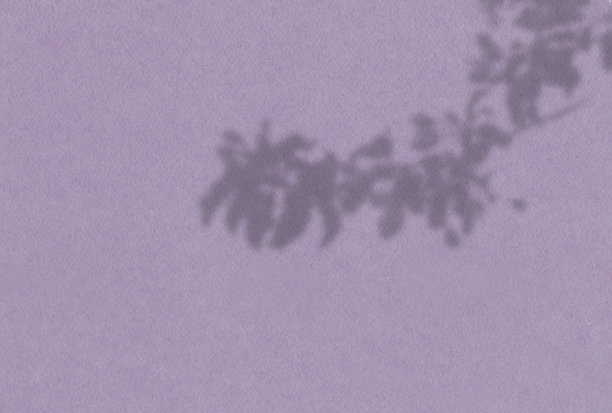 夏季背景的植物阴影。丁香墙上的树叶阴影。白色和黑色覆盖照片或模型图片下载