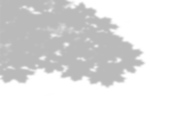 夏季背景的植物阴影。白色墙壁上的树叶影子。白色和黑色覆盖照片或模型图片下载