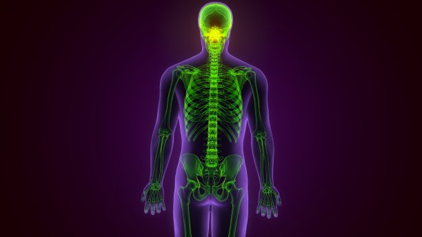 人体骨骼颅骨枕骨解剖医学概念3D插图图片下载