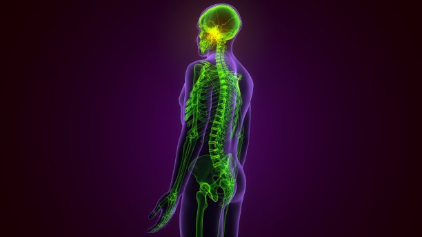 人体骨骼颅骨枕骨解剖医学概念3D插图图片下载