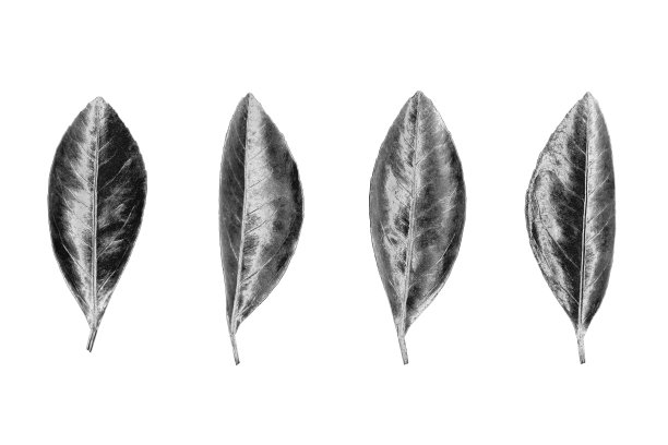 银色的叶子设置在白色背景孤立的特写，闪亮的灰色叶子收集，灰色金属花卉设计元素，金属叶，装饰图案，花卉植物枝，树梢插图图片下载