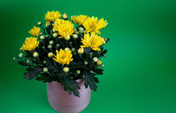 一束黄色菊花插在一个木花瓶里，孤立在绿色的背景上。带有文字位置的明信片。秋花，花机器人特写。在家种一朵花。副本的空间。菊花布什图片下载