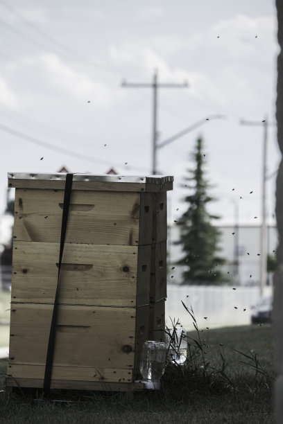 在城市里，一群蜜蜂围着蜂箱飞来飞去图片下载