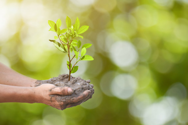 “地球日”的概念。在春天翠绿的背景下，手捧的树木。素材图片