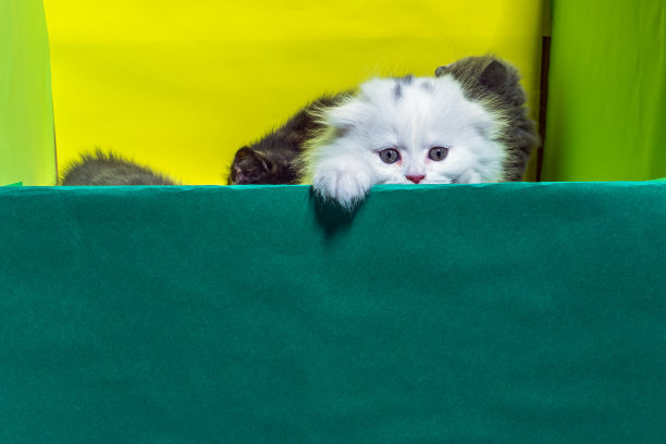 钦奇利亚刚出生的小猫图片下载