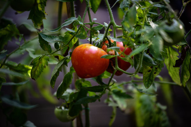 9月花园图片下载